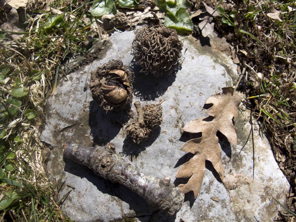 Quercus Cerris?